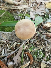Xerocomus illudens