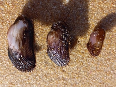 Barbatia obliquata