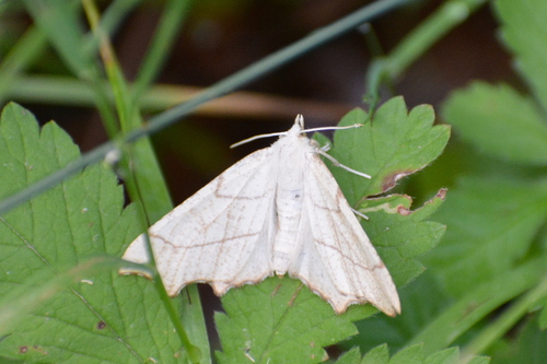 Listnatka dubová (Ennomos quercinaria)