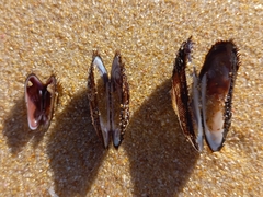 Barbatia obliquata