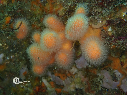 Photo of Dead man's fingers (Alcyonium digitatum)