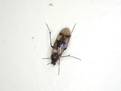 Anomalomyia guttata