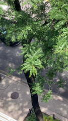 Gleditsia triacanthos
