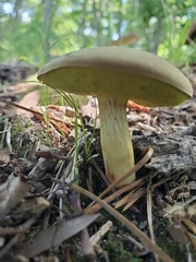 Xerocomus illudens