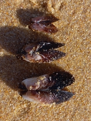 Barbatia obliquata