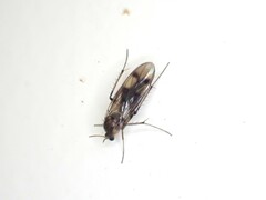 Anomalomyia guttata