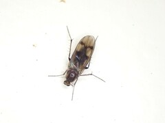 Anomalomyia guttata