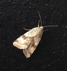 Heliothis adaucta