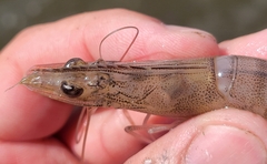 Penaeus aztecus