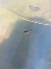 Evacanthus interruptus