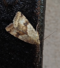 Heliothis adaucta