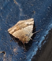 Heliothis adaucta