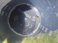 Evacanthus interruptus