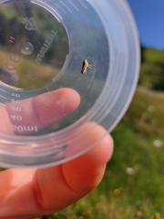 Evacanthus interruptus