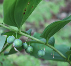 Polygonatum glaberrimum