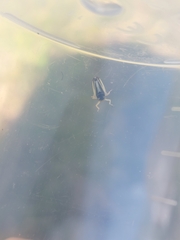 Evacanthus interruptus