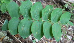 Polygonatum glaberrimum