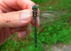 Somatochlora provocans