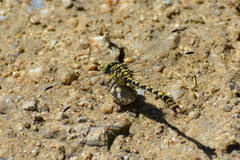 Onychogomphus forcipatus