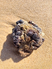 Pyura stolonifera
