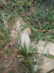 Cichorium pumilum