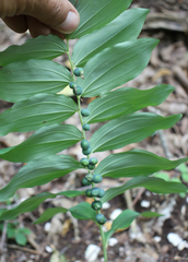 Polygonatum orientale