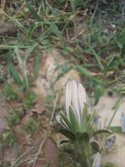 Cichorium pumilum