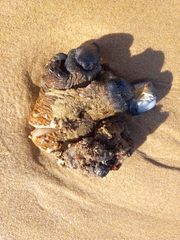 Pyura stolonifera