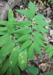Polygonatum orientale
