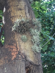 Tillandsia recurvata
