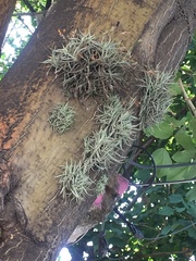 Tillandsia recurvata