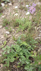 Psephellus hymenolepis