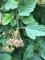 Physocarpus intermedius