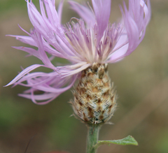 Psephellus hymenolepis