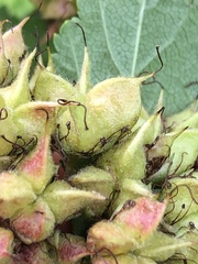 Physocarpus intermedius