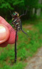 Somatochlora provocans