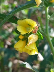 Trigona chanchamayoensis