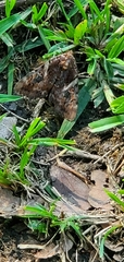 Catocala muliercula