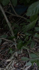 Euplagia quadripunctaria