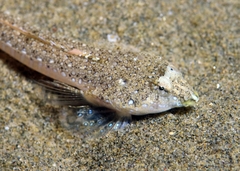 Sailfin Dragonet photo 5