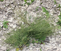 Scrophularia variegata