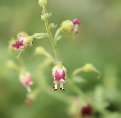 Scrophularia variegata