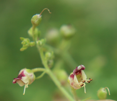 Scrophularia variegata