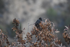 Pipilo maculatus clementae