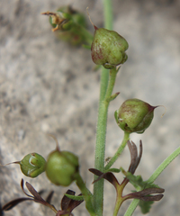 Scrophularia variegata