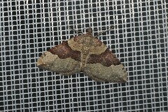 Xanthorhoe decoloraria