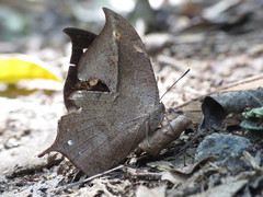 Charaxinae