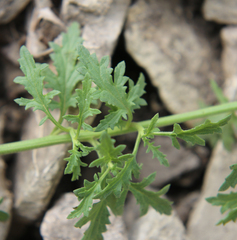 Scrophularia variegata