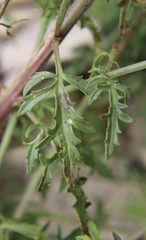 Scrophularia variegata