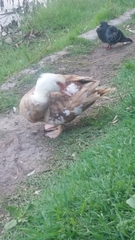 Cairina moschata domestica